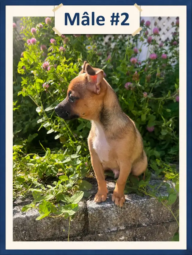 ♥️Chiots X Jack Russell x Chihuahua in Dogs & Puppies for Rehoming in Laurentides - Image 4