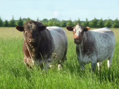 We will have Purebred Registered Shorthorn Bred Cows, Bred Heifers and Heifer Calves available this...