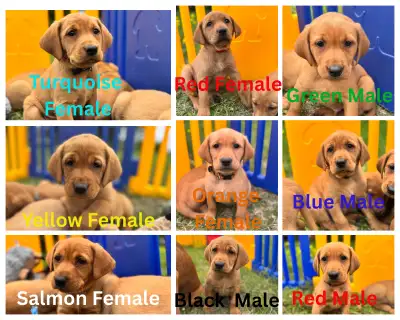 Fox Red Labrador Puppies Ready Soon - CKC Registered, View more