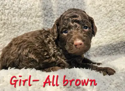 MINI/ MEDIUM LABRADOODLE PUPPIES, View more