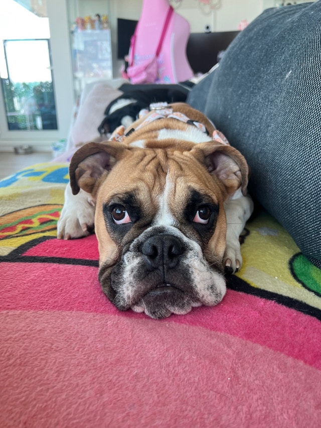 English Bulldog Female 10 months old Dogs & Puppies for Rehoming