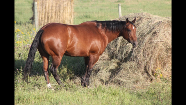 Hay for sale Yorkton Area Limited in Equestrian & Livestock Accessories in Regina