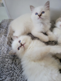 Adorable Ragdoll Kittens.. Ready to Go to Their FUREVER Home