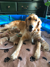 Golden Retriever puppies for adoption 