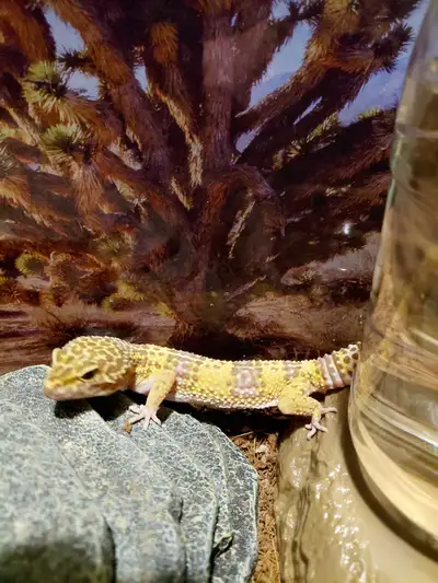 I am looking for a good home for her ASAP her name is Rosey and she is about a year in a half old sh...