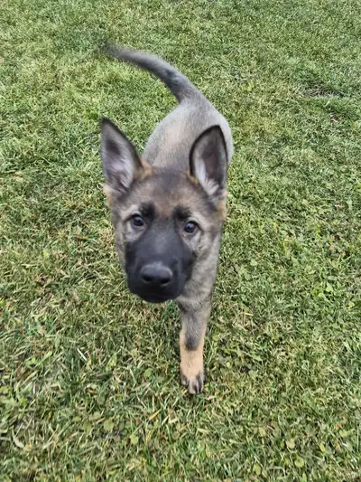 German Shepherd Puppy - CKC registered, View more