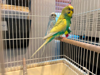 budgies couple with cage for sale, they had baby before