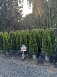 Emerald Cedar Trees (Potted) 3 - 5 gallon