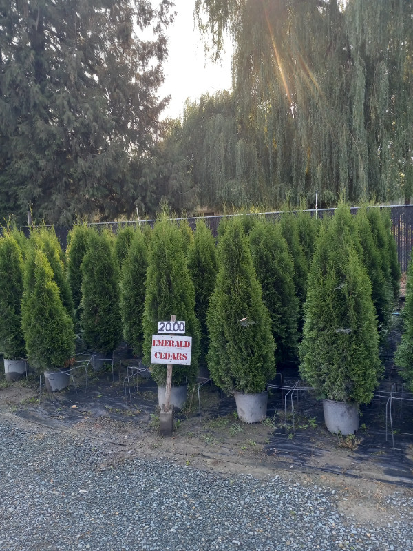 Emerald Cedar Trees (Potted) 3 - 5 gallon in Plants, Fertilizer & Soil in Chilliwack