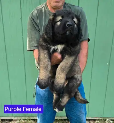 **Caucasian Shepherd Puppies** 100% Purebred, View more