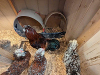 Rare breed hatching eggs & chicks in Sudbury 