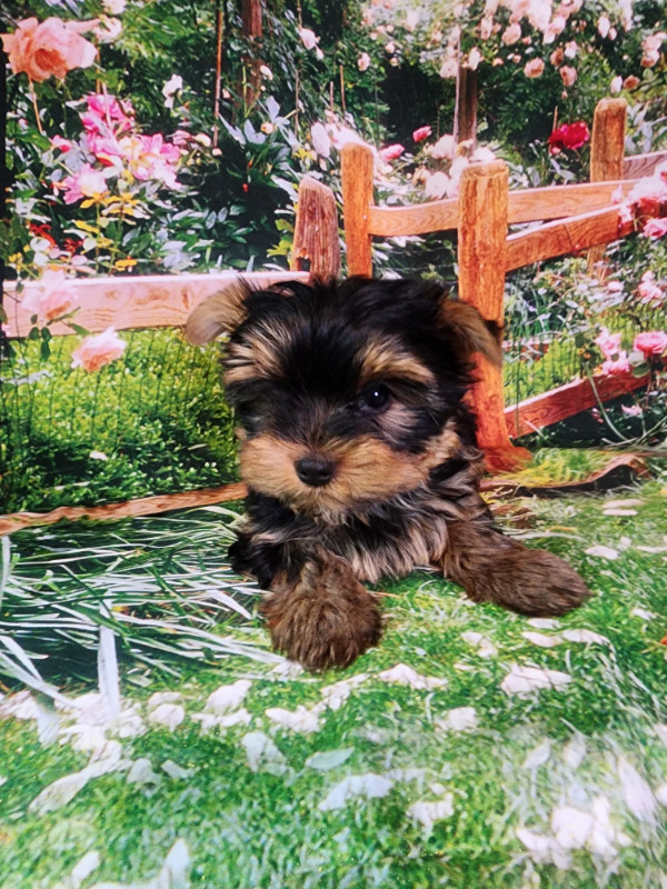 YORKSHIER TERRIER MALE PUPPY in Dogs & Puppies for Rehoming in Oshawa / Durham Region - Image 3