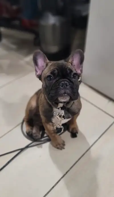 Frenchie pure race cherche une nouvelle famille, View more