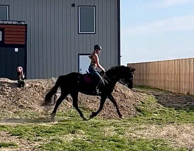 Training/Lessons in Horses & Ponies for Rehoming in Lethbridge - Image 3