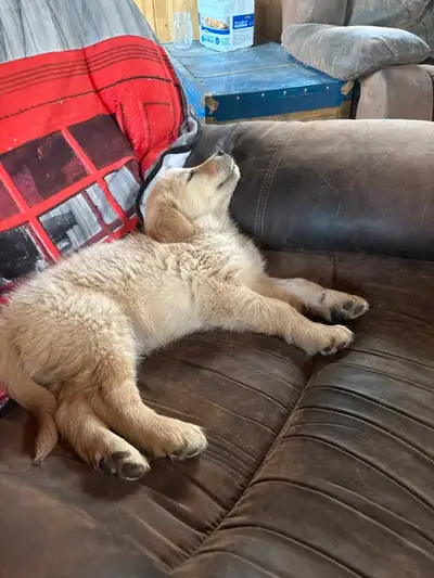 Chiot Golden Retriever pure race a vendre ($800), View more