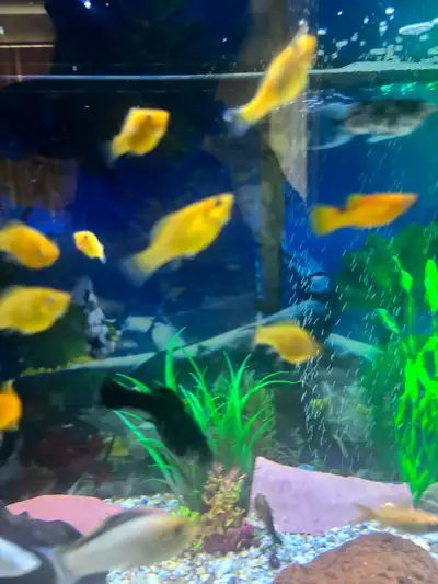 Red sailfin Mollies, View more