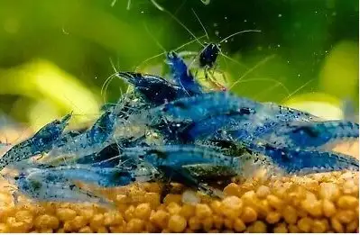 Blue Shrimp Aquarium Neocaridina..