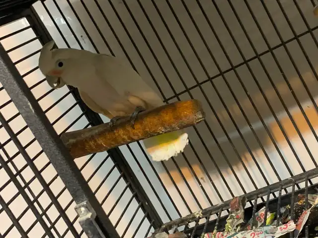 Cockatoo in Birds for Rehoming in Delta/Surrey/Langley - Image 3