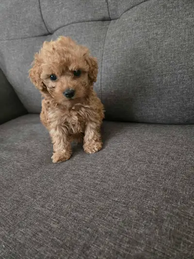 Toy poodle puppies all reserved, View more