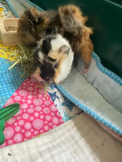 Guinea pigs, View more
