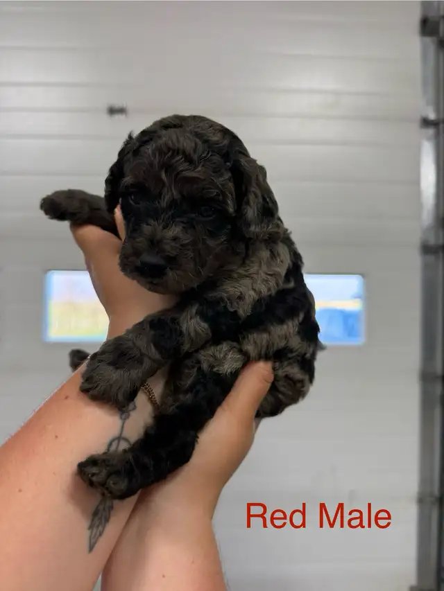 Toy poodle puppies looking for their forever homes in Dogs & Puppies for Rehoming in Medicine Hat - Image 8