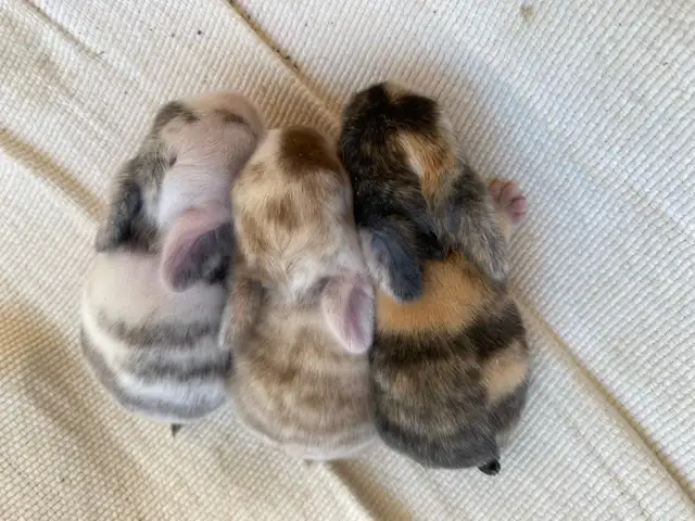 Holland lop baby bunnies✨ in Small Animals for Rehoming in Delta/Surrey/Langley - Image 3