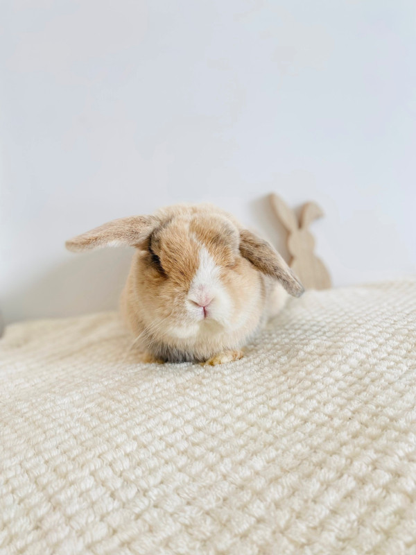 Handsome Holland Lop Buck!! in Small Animals for Rehoming in Winnipeg - Image 2