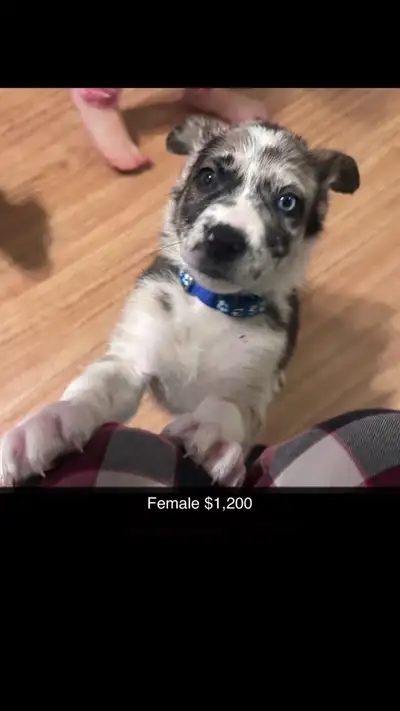Hello! I have 4 Females and 1 Male that are still available and looking for a furever home! The mom...
