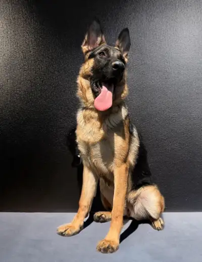 7 month old puppy  German shepherd female, View more