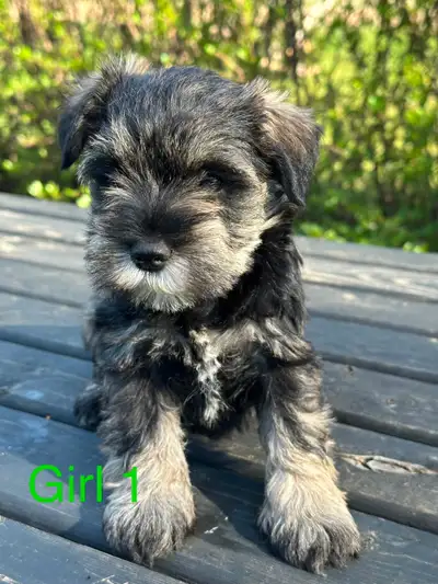 Miniature schnauzer puppies, View more