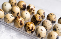 ISO jumbo quail hatching eggs 