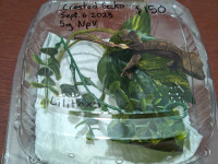 Crested gecko and Lilly whites