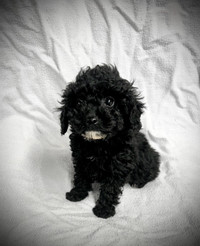1 Toy Poodle puppy