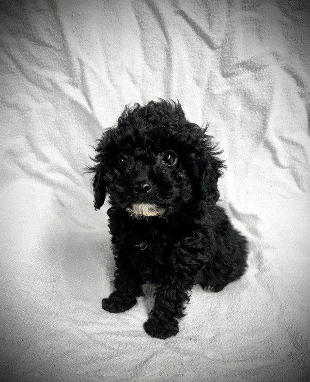 Poodle puppy & Biewer puppy in Dogs & Puppies for Rehoming in Winnipeg - Image 2