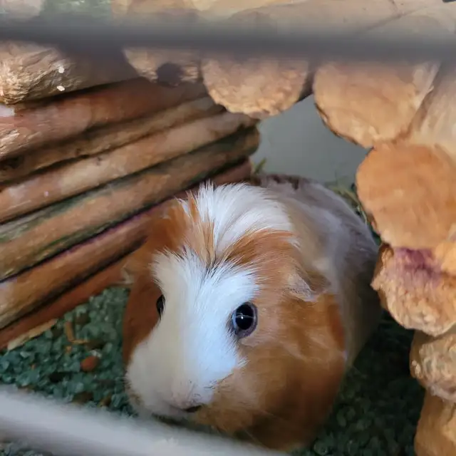 Pet Care  in Animal & Pet Services in Ottawa - Image 4