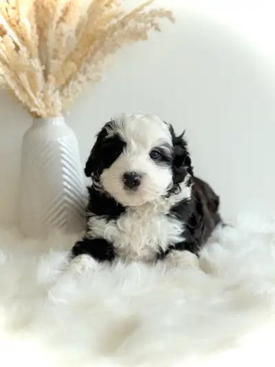 Mini Bernedoodle, View more