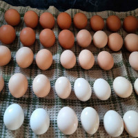Farm fresh eggs 