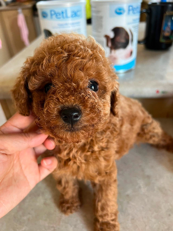 Dark Red toy poodle for rehoming in Dogs & Puppies for Rehoming in Markham / York Region - Image 2
