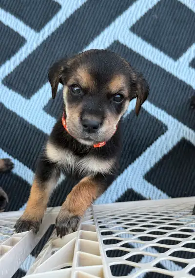 Puppies!, View more