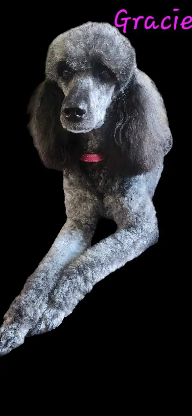 CKC REGISTERED STANDARD POODLE PUPS COMING SOON! in Dogs & Puppies for Rehoming in Edmonton - Image 2