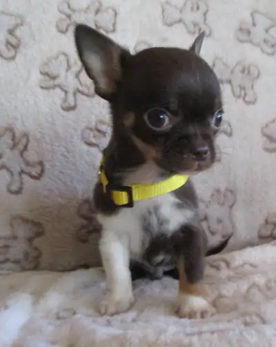 CHIHUAHUA"S TINY LITTLE SWEET HEARTS, View more