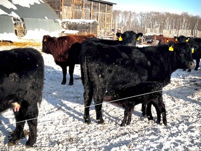 24 cow/calf pairs 