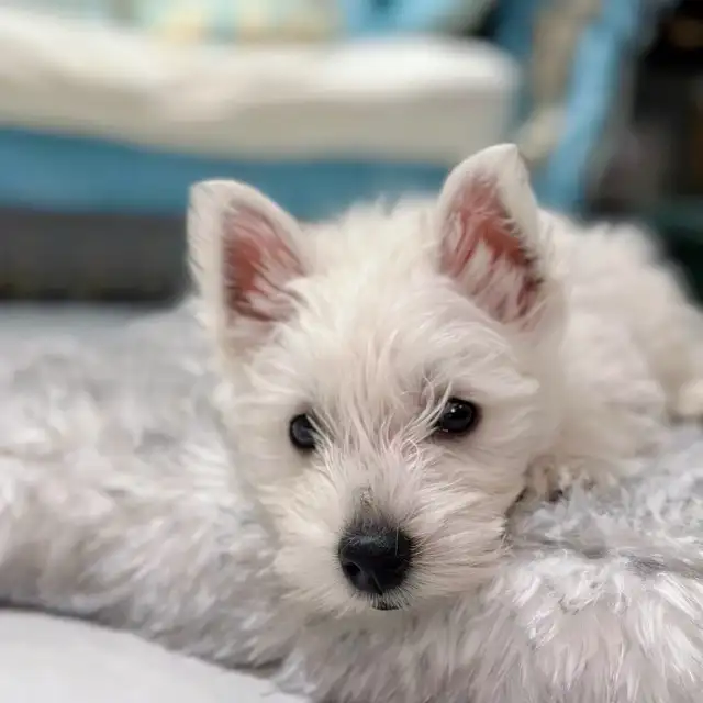 WESTIE PUPS in Dogs & Puppies for Rehoming in Richmond - Image 8