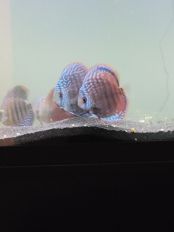 Group of 8 discus. in Fish for Rehoming in Oshawa / Durham Region