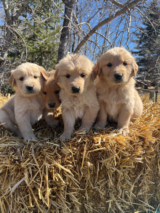 Golden Retriever Puppies  in Dogs & Puppies for Rehoming in Edmonton - Image 2