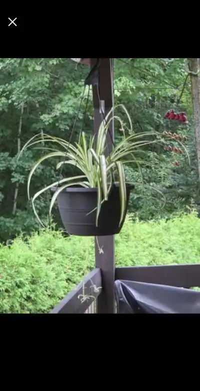 3 GROSSES PLANTES ARAIGNÉES $25./ CHACUNE, View more