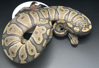 Python royal /ball python