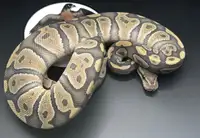 Python royal /ball python