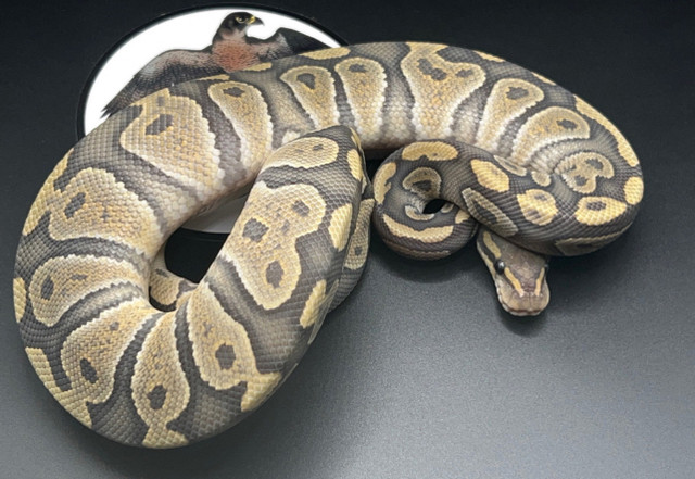Python royal /ball python dans Reptiles et amphibiens à adopter  à Longueuil/Rive Sud