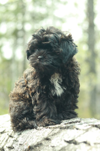  Male Shipoo available now!!!